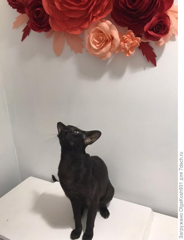 Один из любимых наблюдательных пунктов)