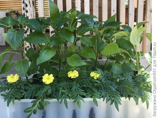 Часть рассады перцев и цветов. Всего было 4 таких поддона)