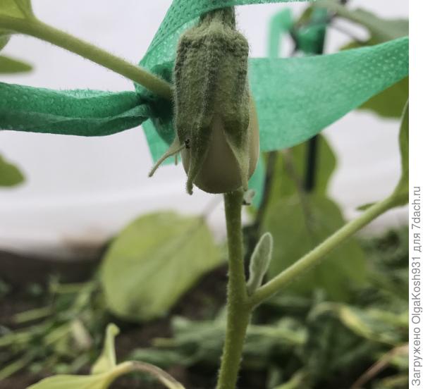 Малыш баклажанчик)