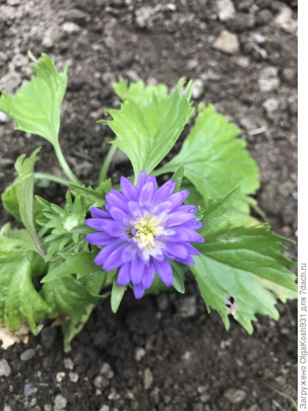 Астра с чего-то решила, что пора цвести))