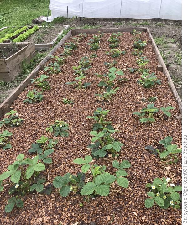 Скорлупа на клубничной грядке