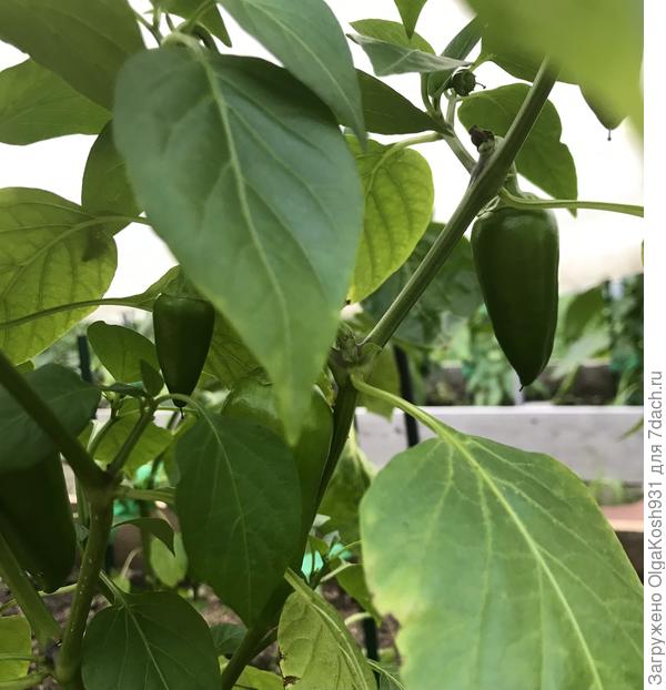 И такой,миниатюрный