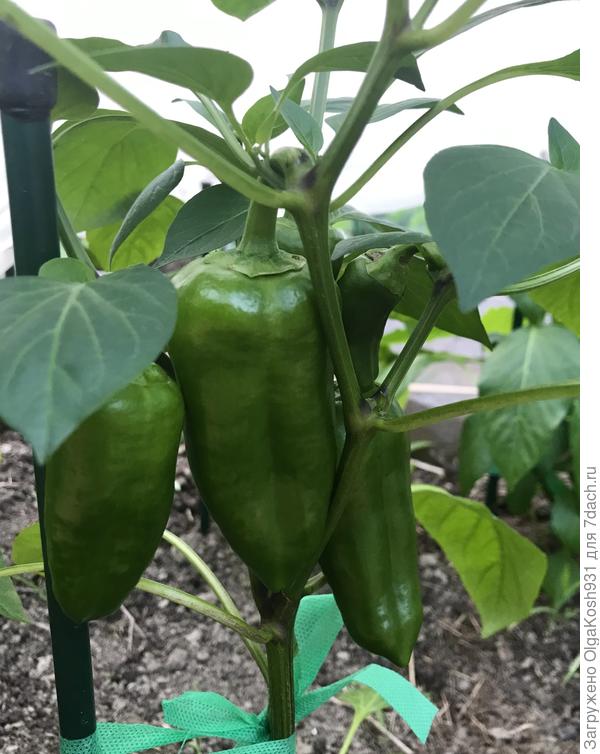 Ещё перчик)