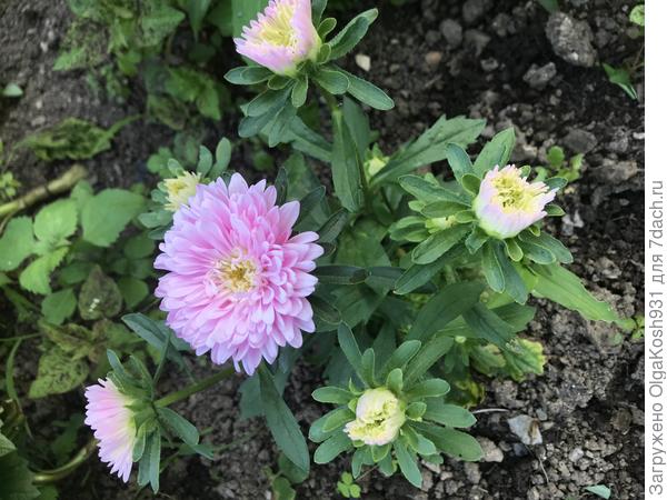 Астра низкорослая