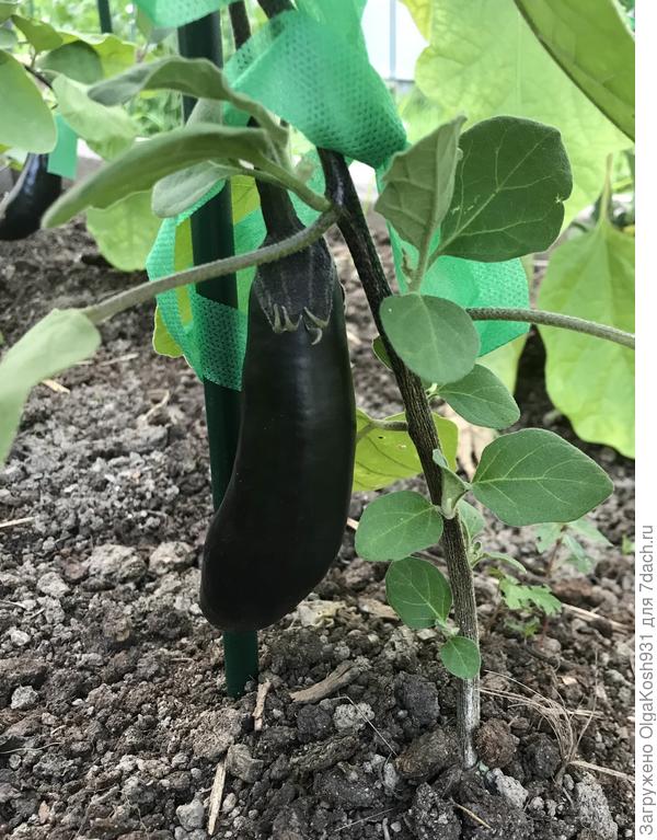 Баклажаны, ещё чуть-чуть )