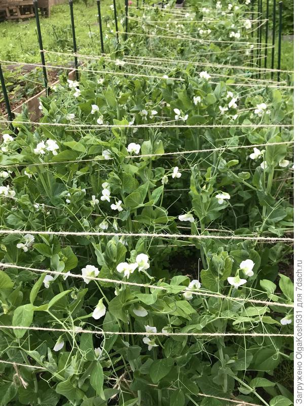 Заросли горошка)