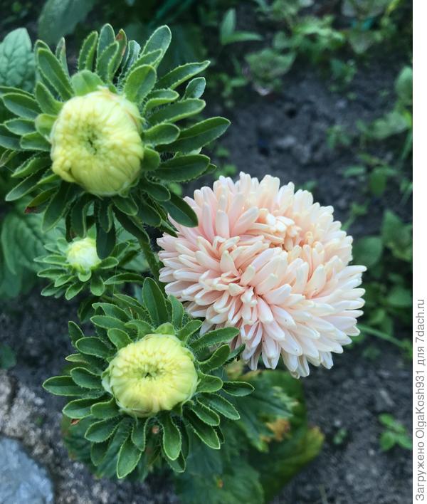 Хризантелла