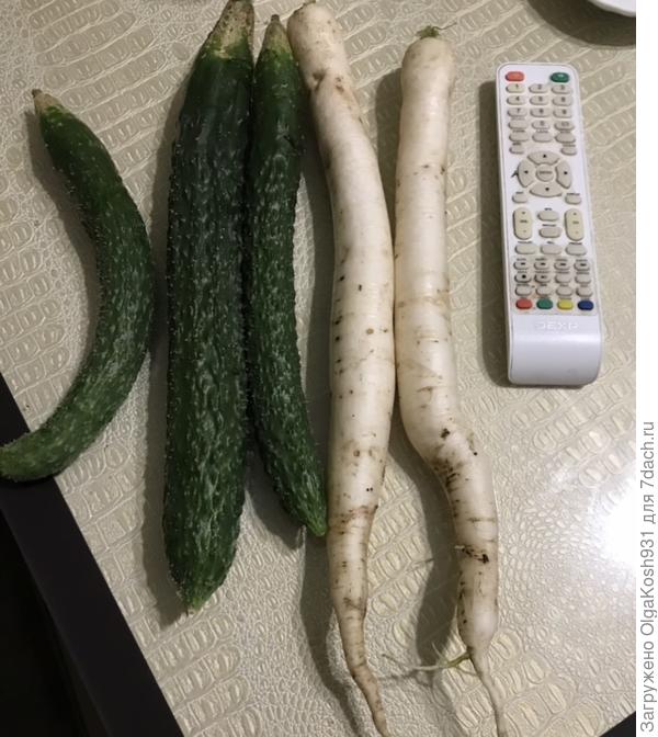 Вот тут видно масштабы)), а если ещё и в мягкую, рыхлую землю посеять, а не как у меня, в тяжелую глинистую, то корень будет толще и ровнее).