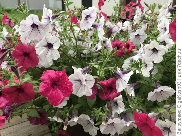 Петунии стойко переносят дождь