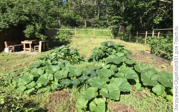 Начало июля. В августе свободной земли уже не было))