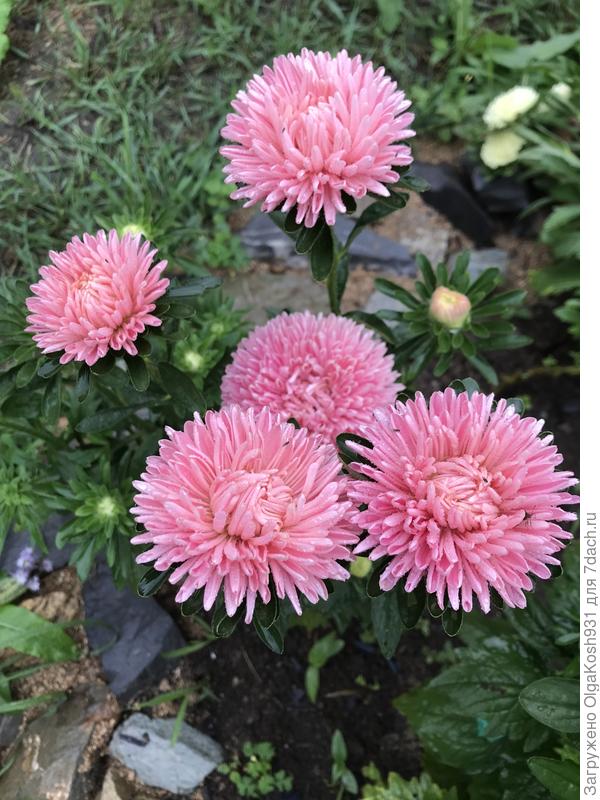 Астры мои любимые)