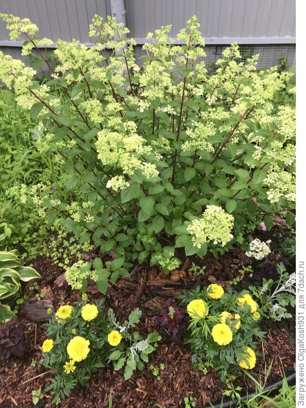 Скоро будет красота)