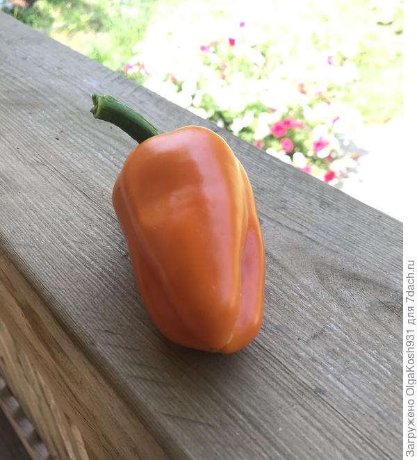 Перчик созрел