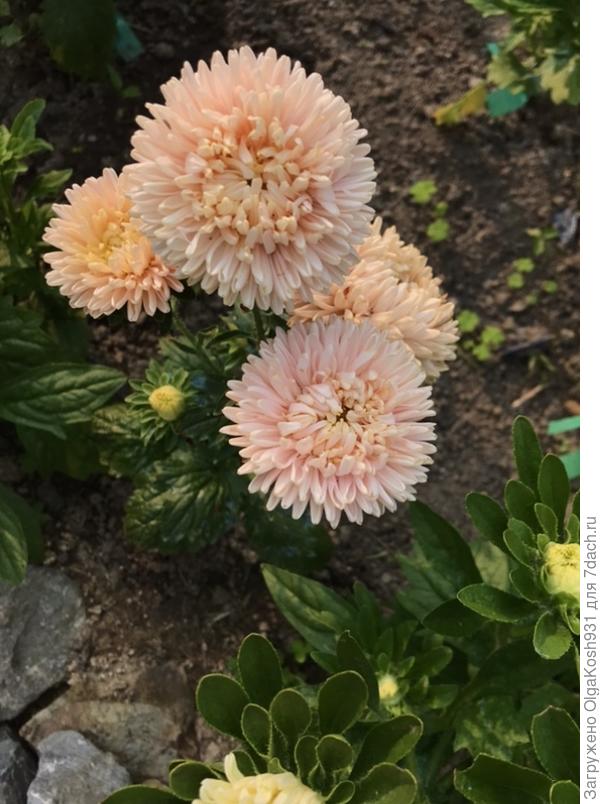 Фламинго на закате