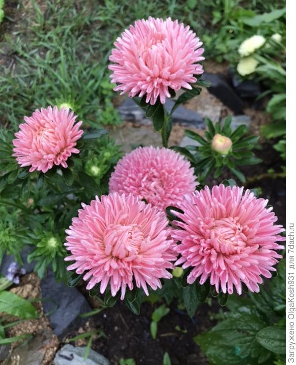 Розовый перламутр