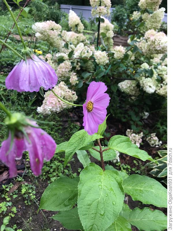 Космея голову повесила