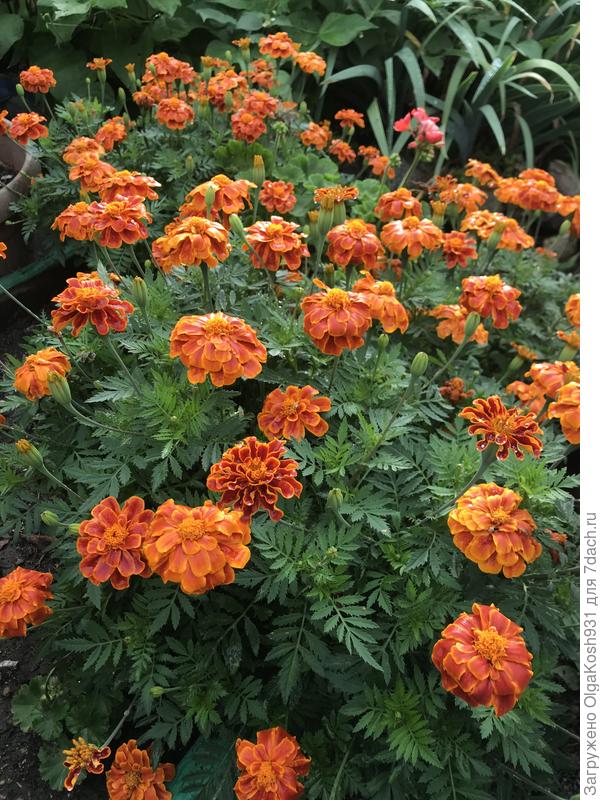 Стойкие товарищи)