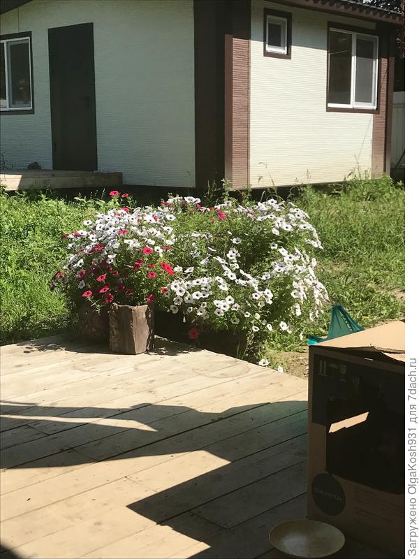 Ещё не скошено. Картонная коробка- Мусе роддом приготовили😄 Она сильно беременна, опасаюсь, как бы на субботнем мероприятии не надумала рожать))