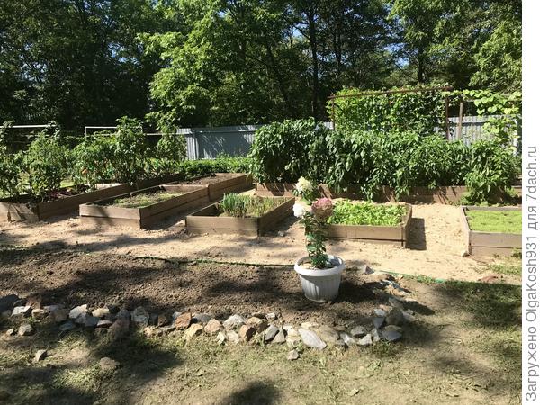 Вот зона огорода, на заднем плане фасоль на шпалере, на переднем плане прошёлся триммер)