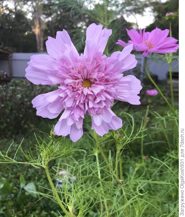 Холода отменяются)