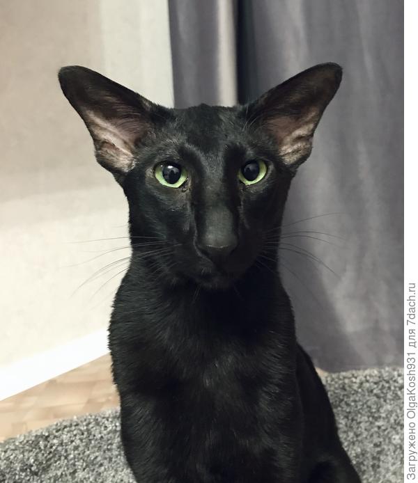 А у нас сейчас вот такое Чудо )), тоже как собака, куда я туда и он)