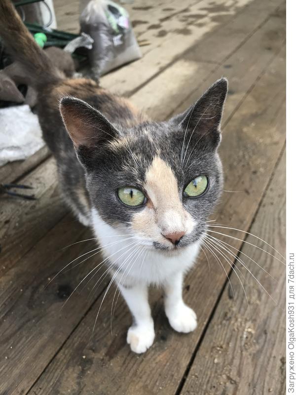 А это наша дачница)), скоро поедет на зиму домой. Вот наш интеллигент ушастый «обрадуется»😄, мне кажется, Муся будет его «низводить и курощать»))