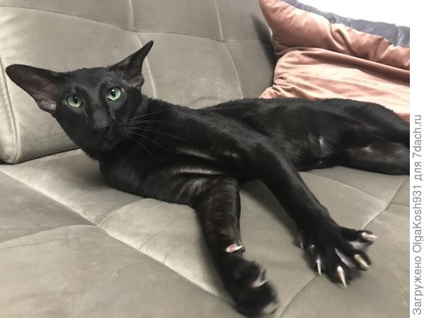 С виду суровый, а на самом деле очень добрый и ласковый, золотой характер)