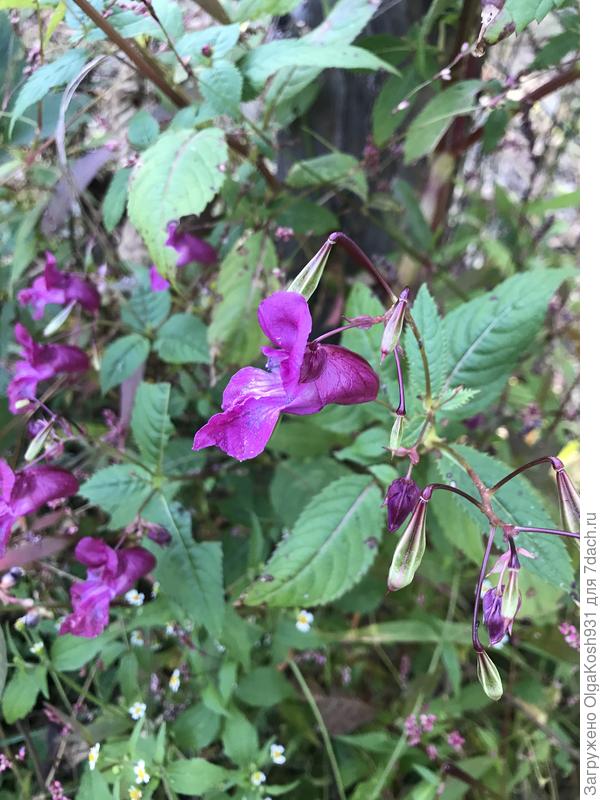 Какое то чудо выросло в дальнем углу)