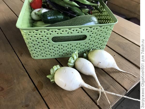 Дайкон на салат)