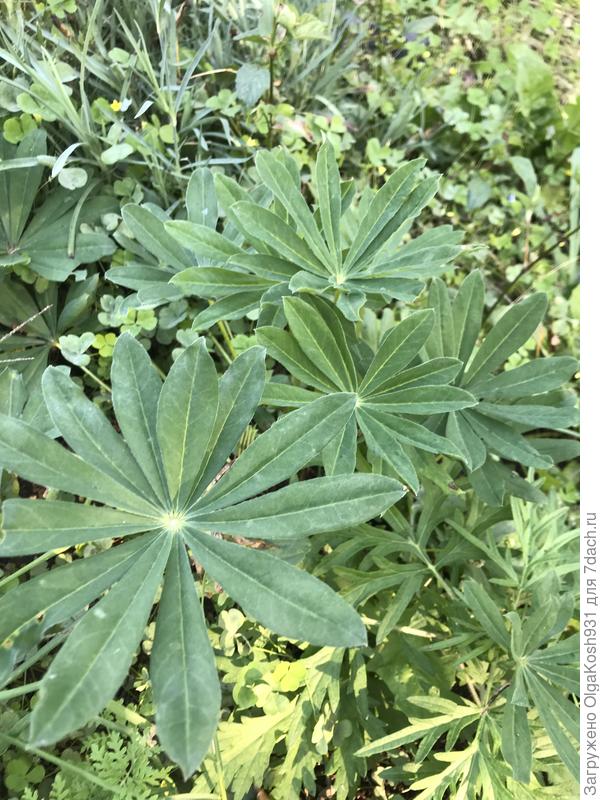 Люпин, единственный выживший