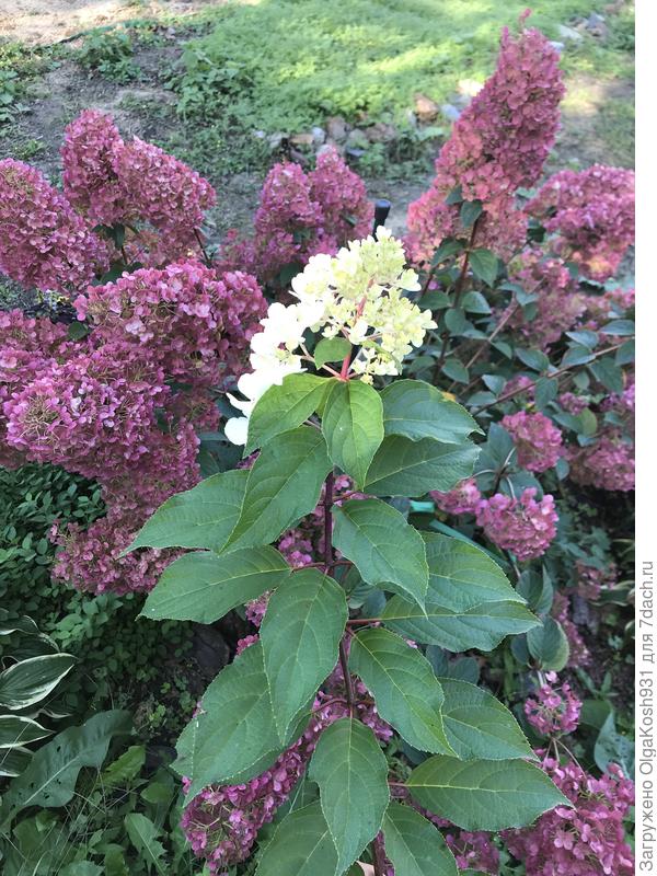 Гортензия и гортензия))