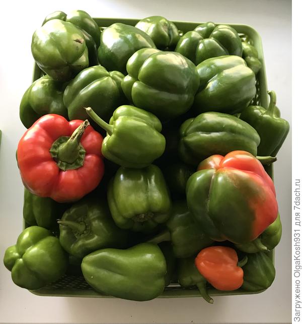 На дозревании