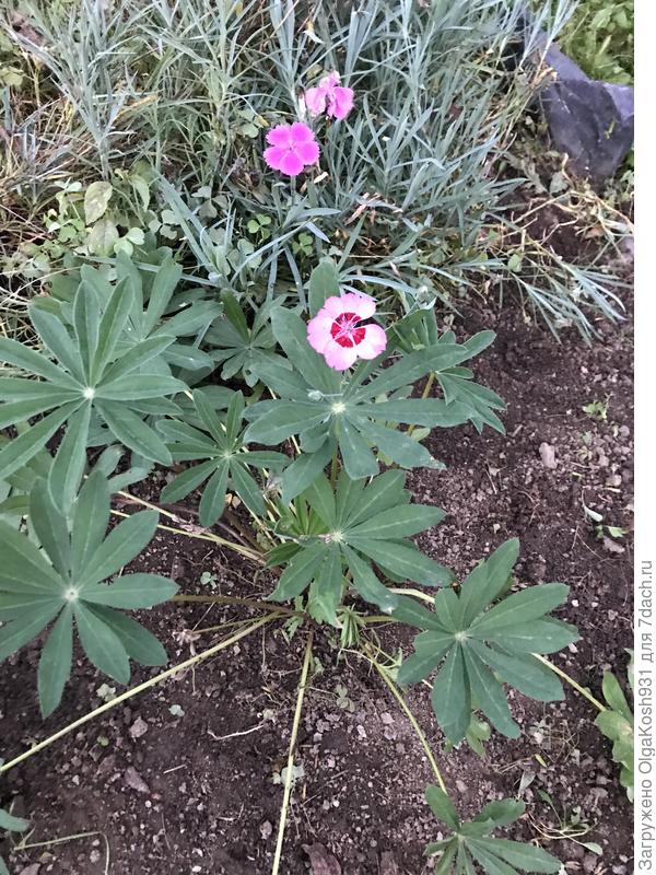 Единственный люпин), не знаю, надо ли как-то утеплять?