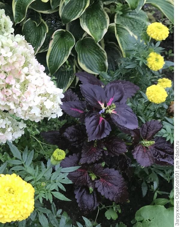 Блэк Дракон, из семян