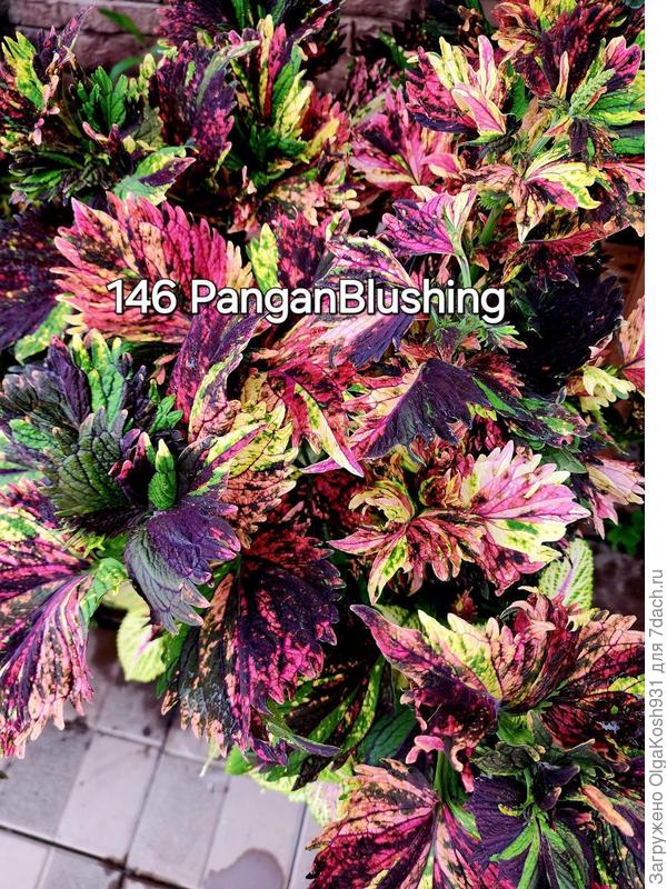 Увидела вот такой интересный, тоже вегетативный. Хочу на следующий сезон)