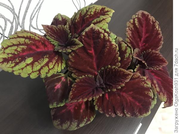 Кинг-Конг, из семян . Очень крупные листья, реально Кинг-конг))