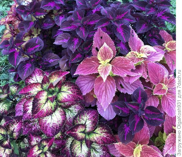 Вот такие выращивала