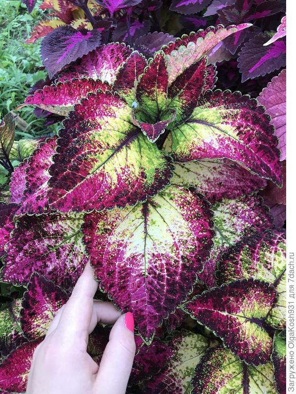 Этот - красавец), вегетативный