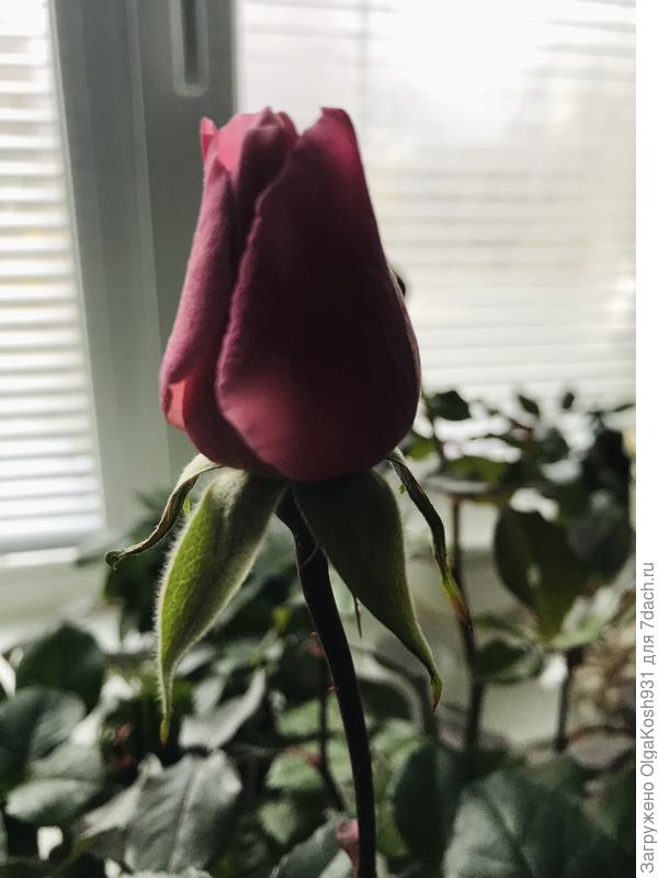 Бутончик распускается)