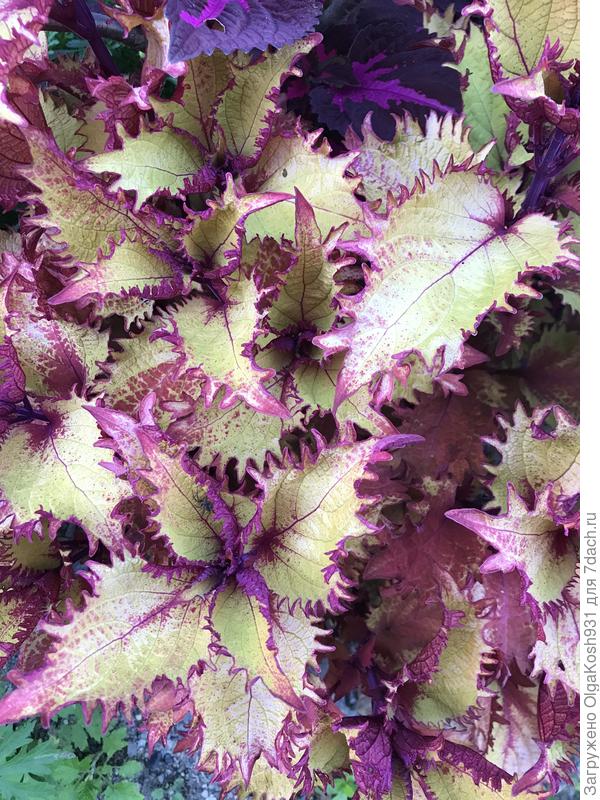 И этот понравился, жаль черенки не сохранила