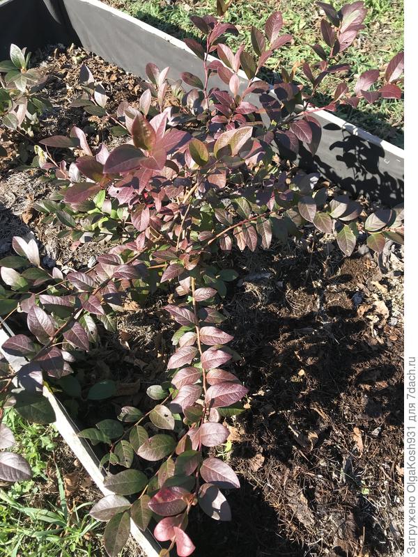 Голубика тоже не до конца покраснела.