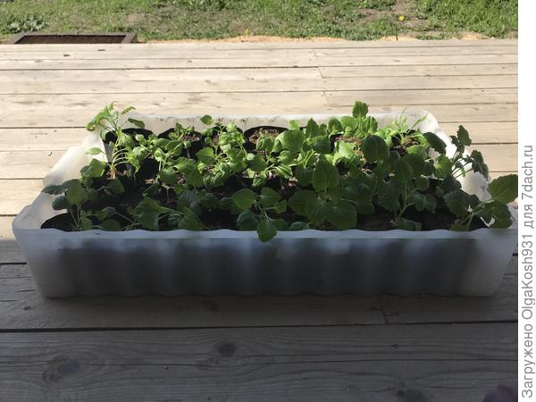 Потом рассаду прям в этих поддонах на дачу вывожу, удобно