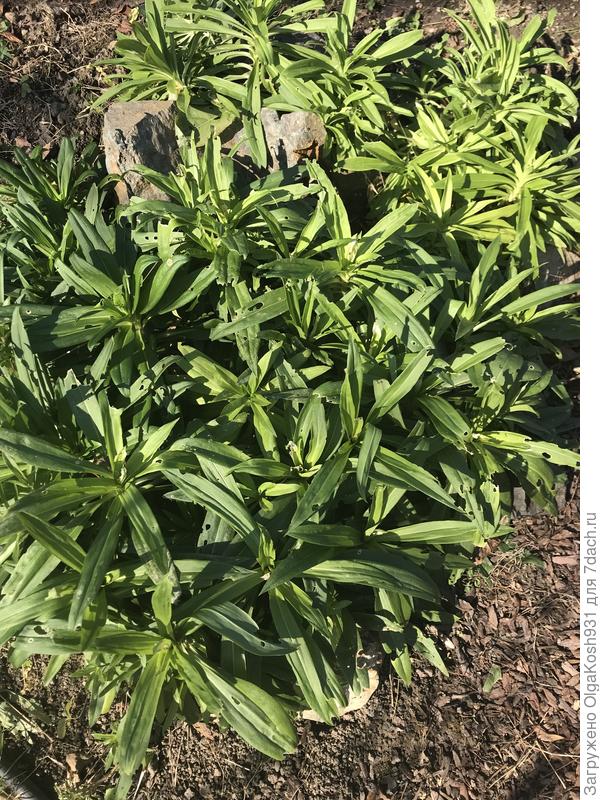 Переживаю за гвоздику турецкую, она среди камней растёт. Чем укрыть, чтобы не выпрела, не знаю. Она большой такой лепешкой растёт, хотела ящик пластиковый сверху, не помещается ..