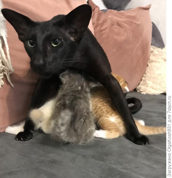 Матерью у них был Новосельцев 😂