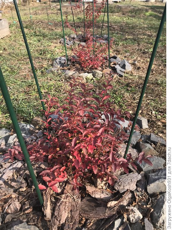 Низкорослые голубики тоже буду укрывать, вдруг снега вообще не будет