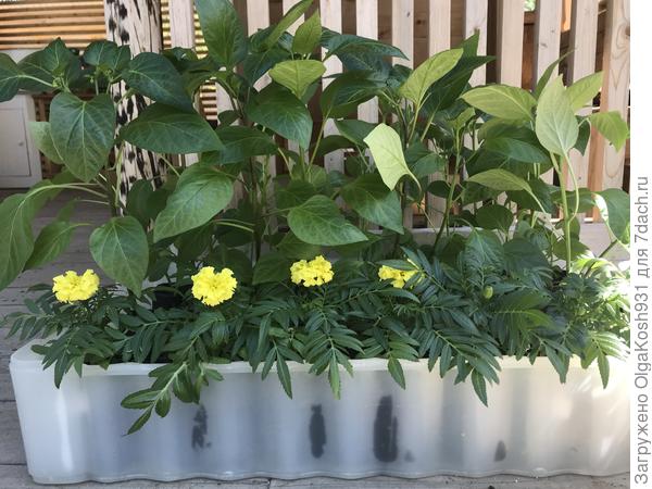 Поехали на дачу)