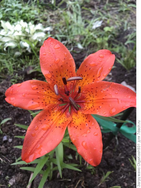 Лилия из леса