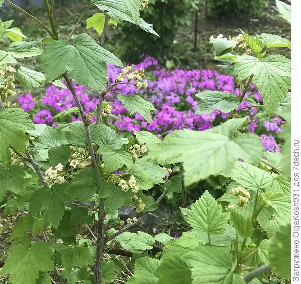 Сидит между кустами смородины)