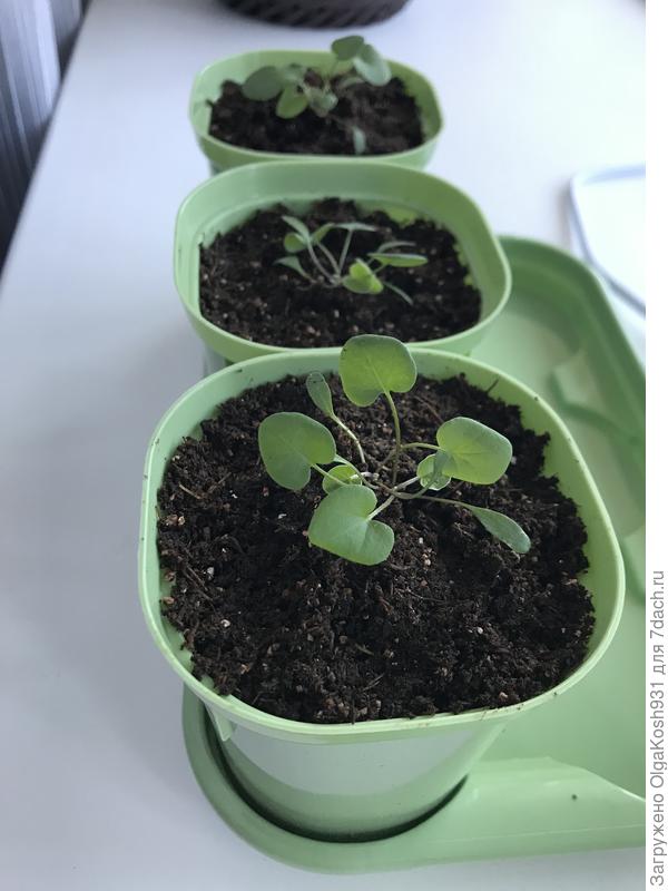 30 января пересадила в отдельные стаканчики 0,2