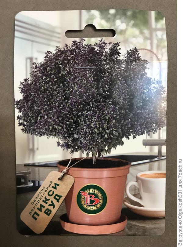 Вот такой базилик-деревце уже посеяла 1 февраля, три штучки. Он для круглогодичного выращивания.